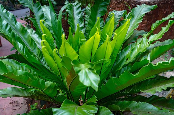 Zanokcica gniazdowa (Asplenium nidus)