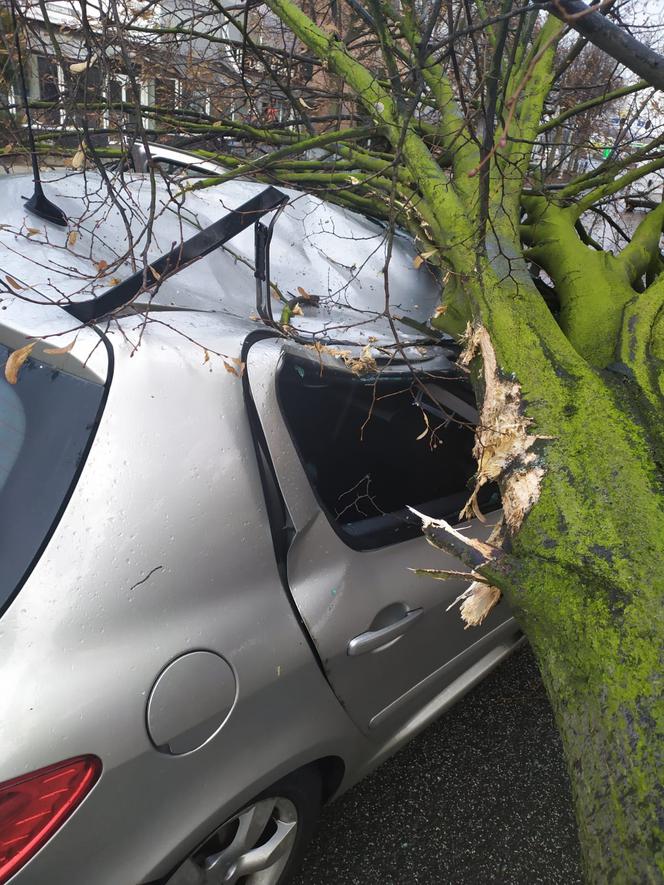 W Lesznie wiatr powalił drzewo na samochód 