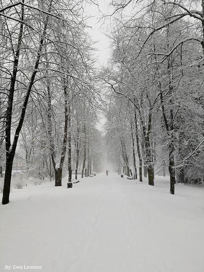 Białystok pokryty śniegiem. Piękne zdjęcia internautki Ewy