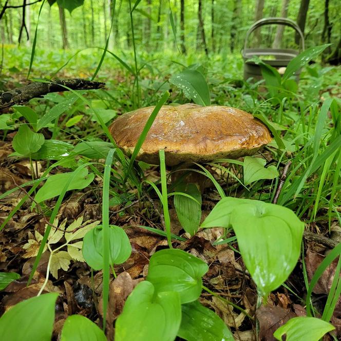 Wysyp grzybów w woj. lubelskim! Wszyscy chwalą się obfitymi zbiorami! Zobacz