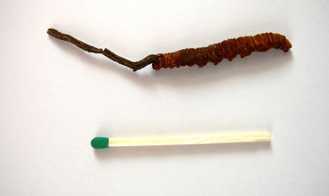 Yartsa Gunbu 