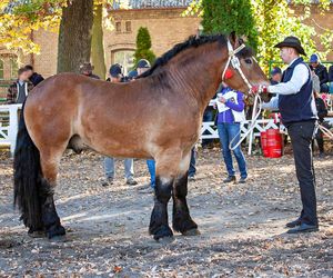 Takt zniknął ze stajni. Właściciel załamany