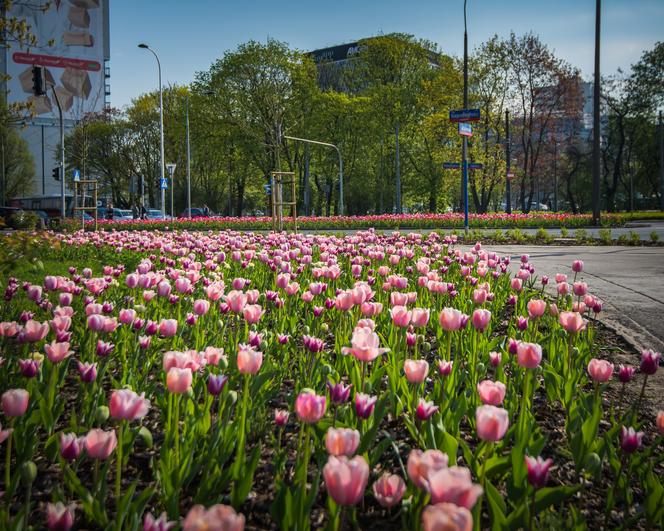 Warszawa utonęła w kolorowych tulipanach