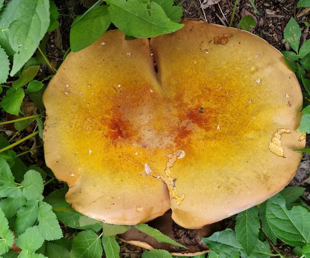 Grzyb wielki jak warszawska Patelnia! Ponury imieniem, wspaniały wyglądem