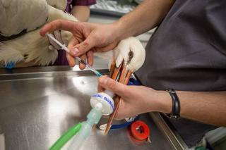 Poskładali skrzydło Kaziowi 