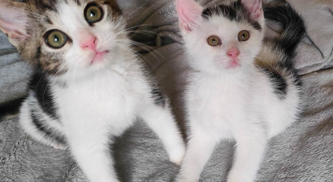 Chcesz mieć kota? Pomyśl o adopcji! Te piękne kociaki czekają na swój dom [ZDJĘCIA]