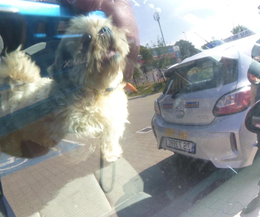 Mały shih tzu uwięziony w rozgrzanym aucie. Właścicielka wpadła w rozpacz