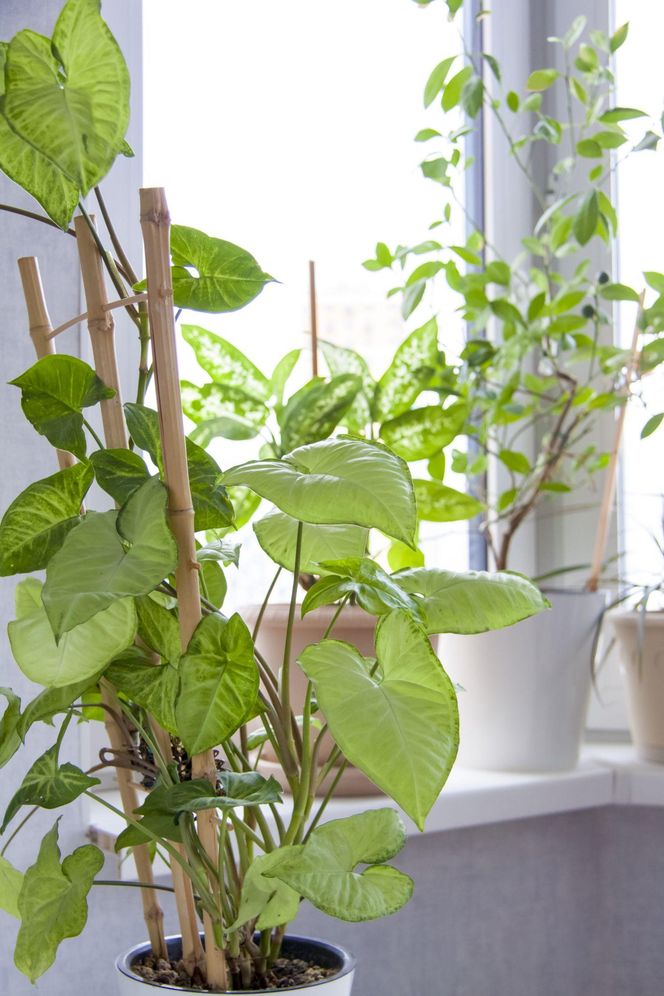 Rośliny doniczkowe na podporach