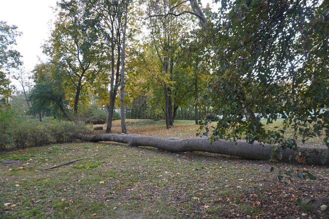 Park Lubomirskich w Białymstoku jesienią 