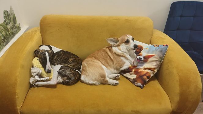 Pierwsza w Polsce kawiarnia z psami Corgi