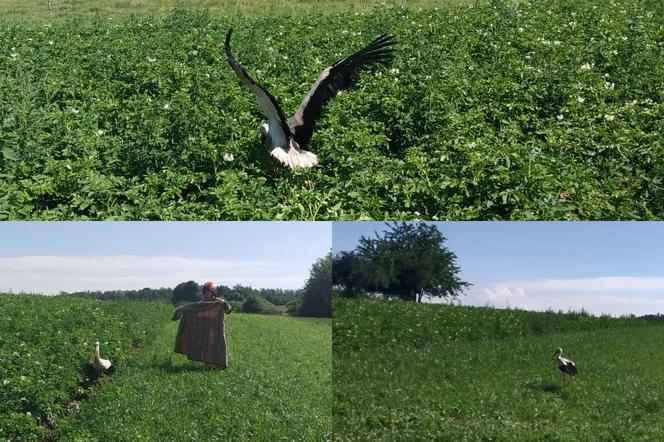 Bocian zaplątał się w drut. Pomogli mu strażacy z Braniewa 