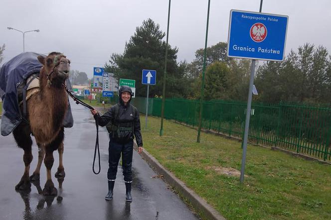 Francuzka w Polsce z... wielbłądem