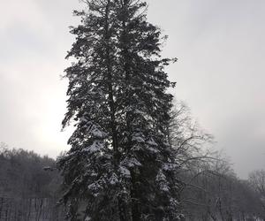 Starachowice w zimowej szacie