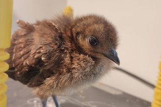 Nowy maluch w warszawskim ZOO. Jest znany z niezwykłego tańca!