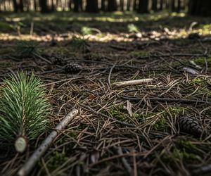 Mandat za stroik na grobie. Tajemnicza operacja leśników przed Wszystkimi Świętymi.