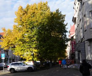 Kolorowe drzewa i klimatyczne kamienice. Ta ulica w Olsztynie zachwyca jesienią