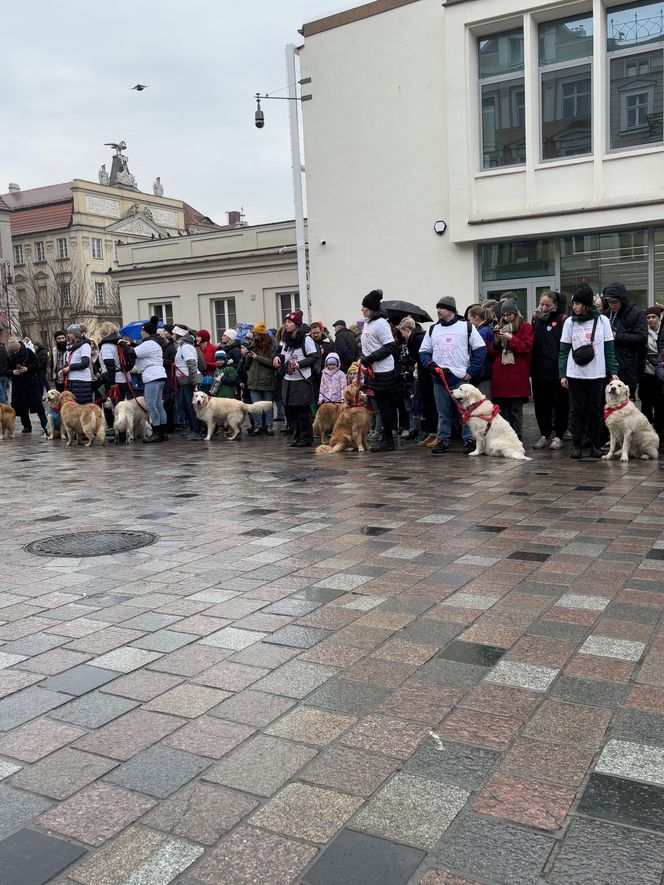 Golden Retriever WOŚP w Poznaniu