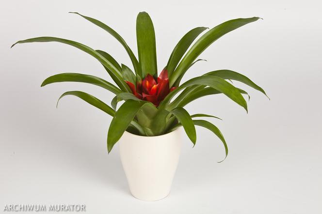 8, Guzmania