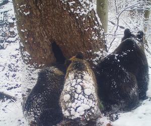 Bieszczadzkie niedźwiadki poszły spać! Antosia i Kostek zapadły w zimowy sen