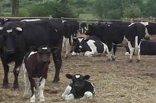 Jest szansa na nowy dom dla wolnych krów z okolic Deszczna, ale... są też nowe problemy