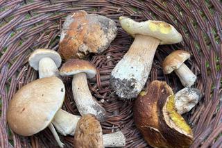 Gdzie na grzyby w warmińsko-mazurskim? Te miejscówki to „pewniaki”, jednak jest jedno „ale”