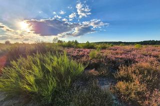 Rezerwat Wrzosowiska w Okonku