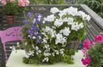 Pelargonie