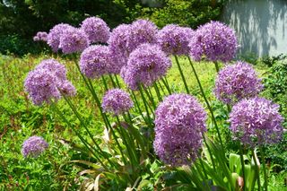 Czosnek olbrzymi  - Allium giganteum
