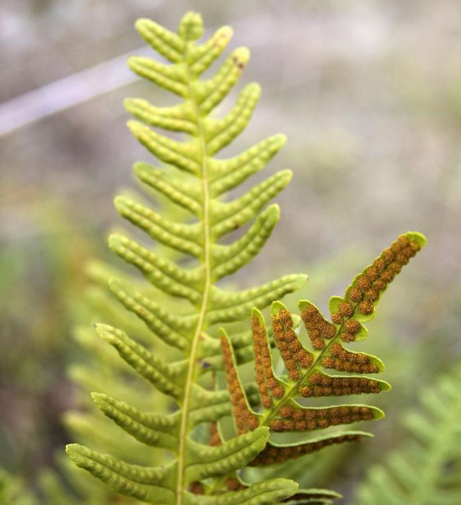 Paprotka zwyczajna - Polypodium vulgare