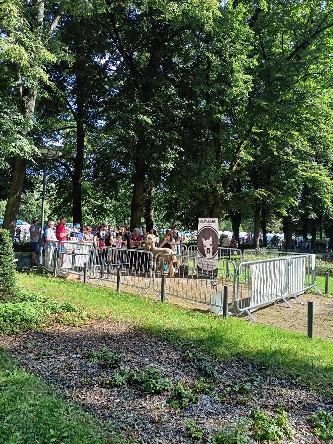 Dożynki Miejskie i Święto Chleba Poznań 2023