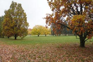 Zobacz, jak wygląda Cytadela w Poznaniu późną jesienią. Cały park jest pokryty złotem! [GALERIA]