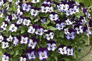 Fiołek rogaty - Viola cornuta