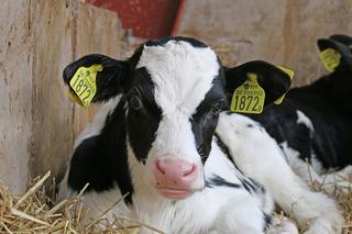 Niepewna przyszłość małych mleczarni w Polsce. Może dojść do ograniczenia hodowli