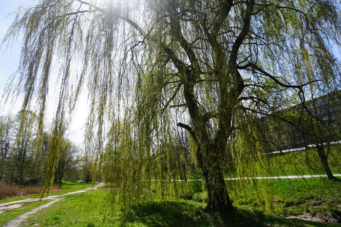Dolina Silnicy i Zalew Kielecki. Wiosna 2025