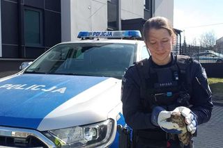 Mężczyzna przyszedł na komisariat z drapieżnym ptakiem. Policjanci od razu zareagowali 