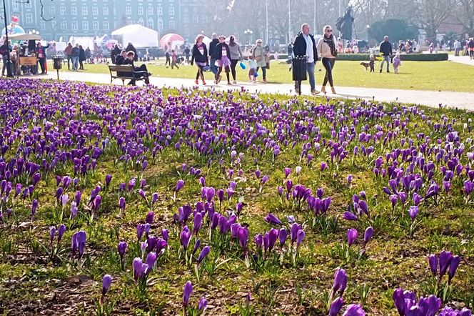 Krokusy na Jasnych Błoniach