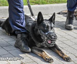 Policyjne psy w Lubuskiem - HADES (Strzelce Krajeńskie)