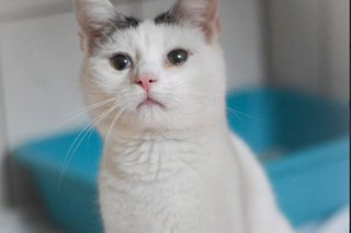 Kot do adopcji w zielonogórskim schronisku