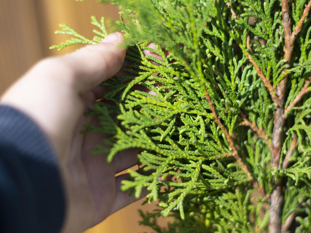 Tuje żółkną i brązowieją [Porada eksperta]