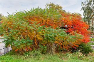 Sumak octowiec - drzewo o kolorowych liściach jesienią. Czy warto sadzić sumaka w ogrodzie?