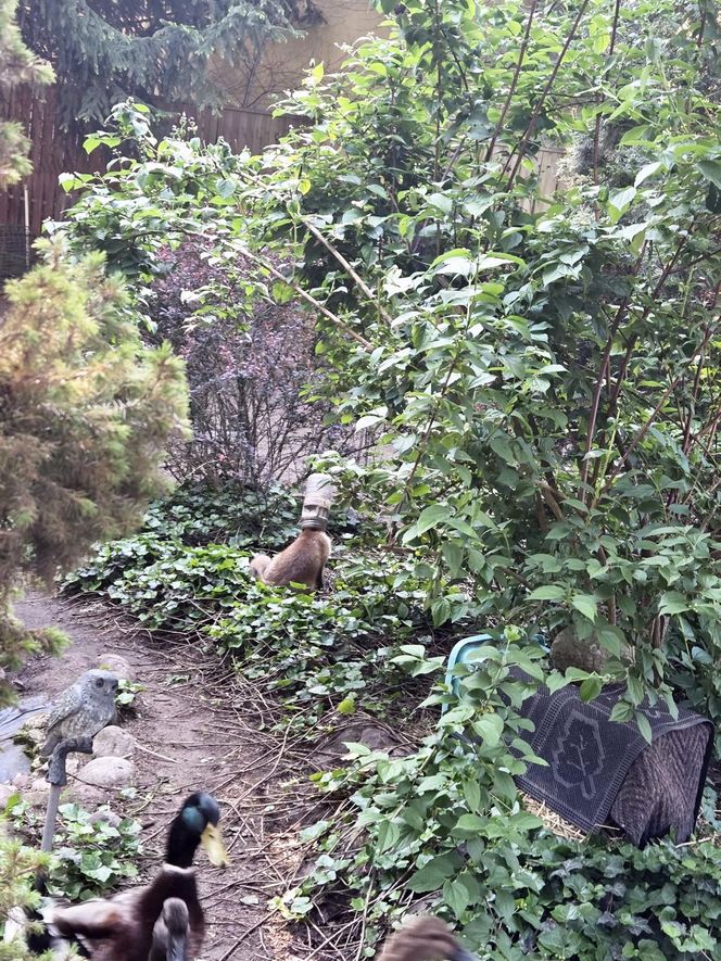 Niecodzienna akcja ratunkowa w Józefowie. Lis utknął w słoiku 