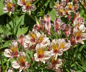 Alstroemeria