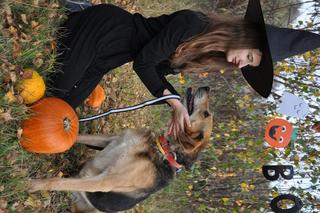 Zwierzaki w Potrzebie - urocze psy w Halloweenowej sesji! 