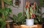 Begonia koralowa