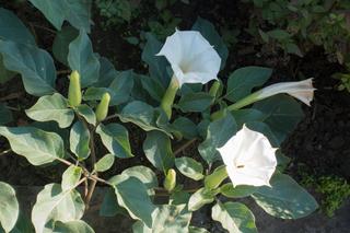 Bieluń dziędzierzawa - roślina o trujących właściwościach. Wygląd, wykorzystanie, skutki zatrucia 