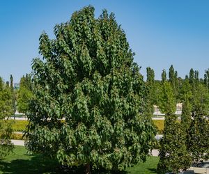 Brązowieją młode listki paulowni [Porada eksperta]