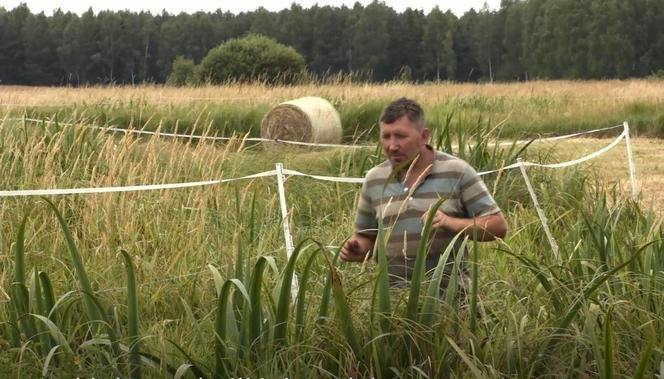 Rolnicy. Podlasie. Andrzej szuka koni, które uciekły z pastwiska