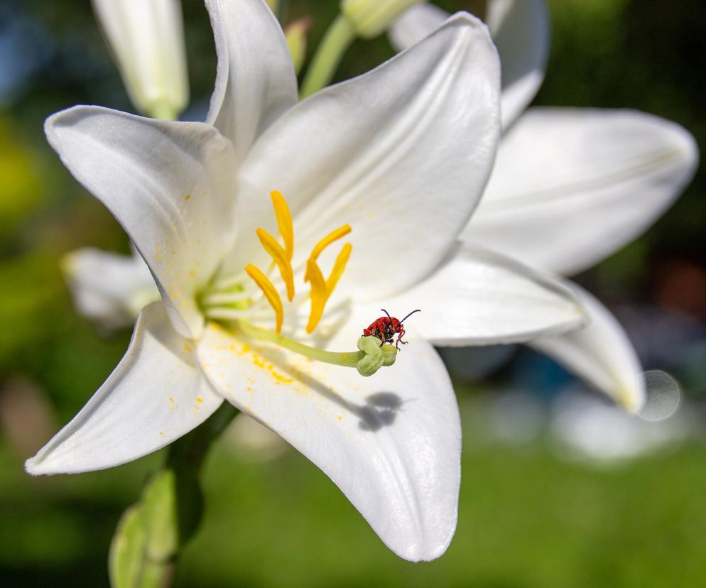 Poskrzypka liliowa 