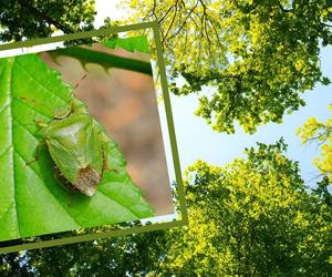 Koniec lata to pora, gdy wchodzą do domów. Nie dotykaj ich, bo będziesz żałować!