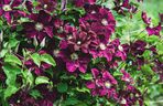 Powojnik, clematis